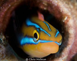 Smiling Blenny
Nikon D80, 105mm Macro with +4 Diopter
S... by Chris Holman 